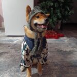Груминг-салон Модный пес фото