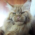 Питомник кошек породы мейн-кун Кун-виле-кун фото